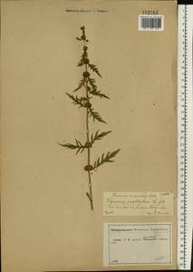 Lycopus exaltatus L.f., Eastern Europe, Central forest-and-steppe region (E6) (Russia)