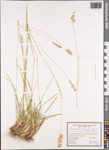 Dactylis glomerata subsp. woronowii (Ovcz.) Stebbins & D.Zohary, South Asia, South Asia (Asia outside ex-Soviet states and Mongolia) (ASIA) (Iran)