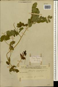 Astragalus glycyphyllos L., Caucasus, Azerbaijan (K6) (Azerbaijan)