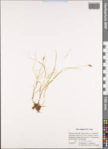 Carex lapponica O.Lang, Siberia, Chukotka & Kamchatka (S7) (Russia)