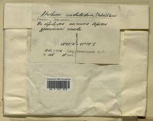 Atrichum undulatum (Hedw.) P. Beauv., Bryophytes, Bryophytes - Permsky Krai, Udmurt Republic, Sverdlovsk & Kirov Oblasts (B8) (Russia)