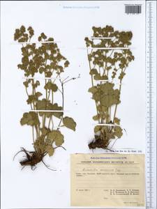 Alchemilla veronicae Juz., Crimea (KRYM) (Russia)