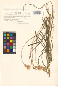 Pseudopodospermum tauricum (M. Bieb.) Vasjukov & Saksonov, Eastern Europe, Lower Volga region (E9) (Russia)