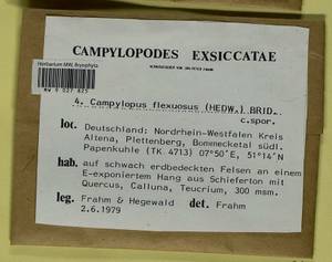 Campylopus flexuosus (Hedw.) Brid., Bryophytes, Bryophytes - Western Europe (BEu) (Germany)