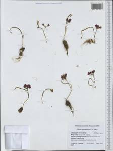 Allium oreophilum C.A.Mey., Middle Asia, Western Tian Shan & Karatau (M3) (Kyrgyzstan)