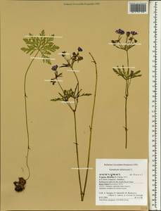 Geranium tuberosum L., South Asia, South Asia (Asia outside ex-Soviet states and Mongolia) (ASIA) (Cyprus)