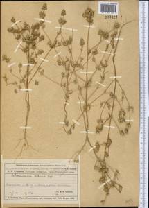 Petrosimonia sibirica (C. A. Mey.) Bunge, Middle Asia, Muyunkumy, Balkhash & Betpak-Dala (M9) (Kazakhstan)