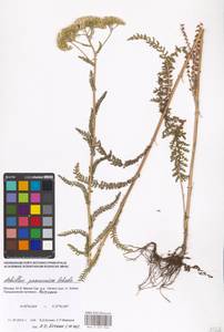 Achillea pannonica Scheele, Eastern Europe, Moscow region (E4a) (Russia)