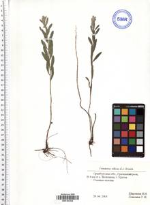 Galatella villosa (L.) Rchb. fil., Eastern Europe, Eastern region (E10) (Russia)