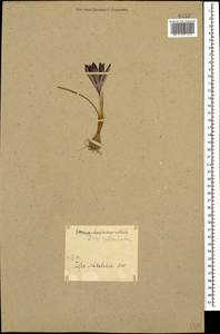 Iris reticulata M.Bieb., Caucasus, Georgia (K4) (Georgia)