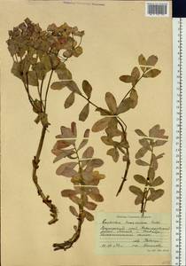 Euphorbia hylonoma Hand.-Mazz., Siberia, Russian Far East (S6) (Russia)