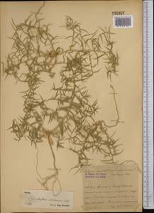 Agriophyllum pungens (Vahl) Link, Middle Asia, Syr-Darian deserts & Kyzylkum (M7) (Kazakhstan)