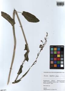 Rumex arifolius All., Siberia, Altai & Sayany Mountains (S2) (Russia)