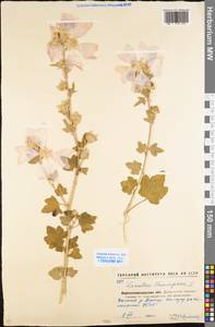 Malva thuringiaca subsp. thuringiaca, Eastern Europe, North Ukrainian region (E11) (Ukraine)