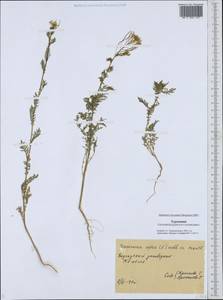 Descurainia sophia (L.) Webb ex Prantl, Middle Asia, Karakum (M6) (Turkmenistan)