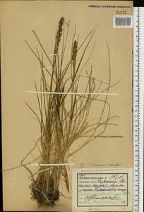 Calamagrostis purpurea (Trin.) Trin., Eastern Europe, Northern region (E1) (Russia)
