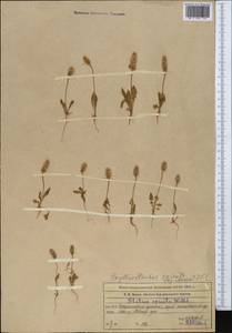Psylliostachys spicata (Willd.) Nevski, Middle Asia, Muyunkumy, Balkhash & Betpak-Dala (M9) (Kazakhstan)