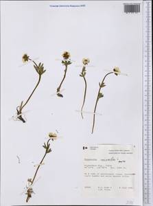 Ranunculus nivalis L., America (AMER) (Canada)