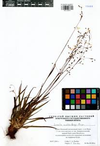 Luzula wahlenbergii Rupr., Siberia, Western Siberia (S1) (Russia)