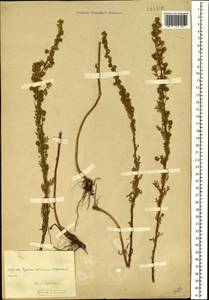 Artemisia rupestris L., Siberia, Baikal & Transbaikal region (S4) (Russia)