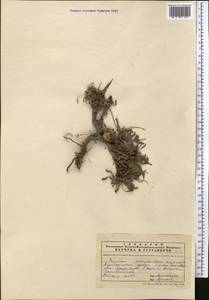 Psychrogeton amorphoglossus (Boiss.) Novopokr., Middle Asia, Pamir & Pamiro-Alai (M2)