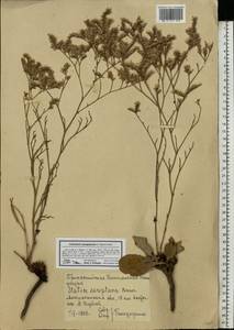 Limonium sareptanum (A. K. Becker) Gams, Eastern Europe, Lower Volga region (E9) (Russia)