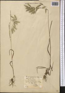 Bromus squarrosus L., Middle Asia, Kopet Dag, Badkhyz, Small & Great Balkhan (M1) (Turkmenistan)