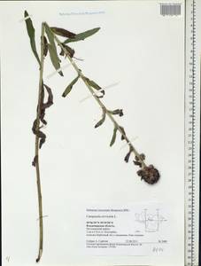 Campanula cervicaria L., Eastern Europe, Central region (E4) (Russia)