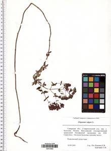 Origanum vulgare L., Eastern Europe, Middle Volga region (E8) (Russia)