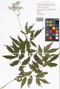 Filipendula ulmaria (L.) Maxim., Eastern Europe, Central region (E4) (Russia)