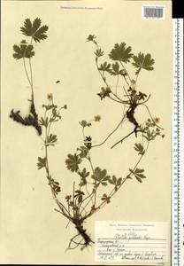 Potentilla thuringiaca Bernh. ex Link, Eastern Europe, Central region (E4) (Russia)