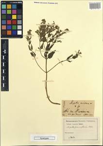 Nepeta ucranica subsp. parviflora (M.Bieb.) M.Masclans de Bolos, Unclassified