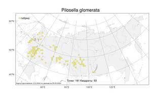 Pilosella glomerata (Froel.) Fr., Atlas of the Russian Flora (FLORUS) (Russia)