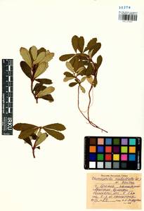 Chimaphila umbellata (L.) W. P. C. Barton, Siberia, Baikal & Transbaikal region (S4) (Russia)
