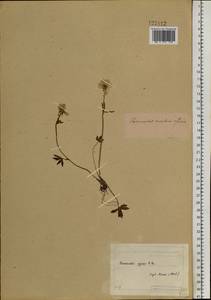 Ranunculus arcticus Richardson, Siberia, Yakutia (S5) (Russia)