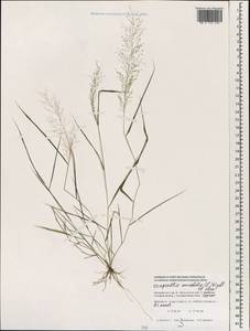 Eragrostis amabilis (L.) Wight & Arn., South Asia, South Asia (Asia outside ex-Soviet states and Mongolia) (ASIA) (Maldives)