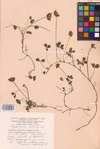 Trifolium repens L., Eastern Europe, Eastern region (E10) (Russia)