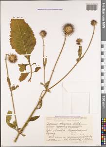 Dipsacus strigosus Willd., Caucasus, Stavropol Krai, Karachay-Cherkessia & Kabardino-Balkaria (K1b) (Russia)