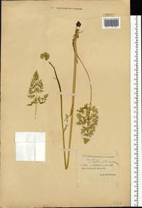 Cnidium cnidiifolium (Turcz.) Schischk., Siberia, Yakutia (S5) (Russia)