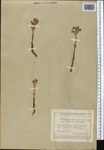 Phelipanche caesia (Rchb.) Soják, Middle Asia, Muyunkumy, Balkhash & Betpak-Dala (M9) (Kazakhstan)