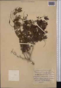 Prosopis farcta (Banks & Sol.)J.F.Macbr., Middle Asia, Pamir & Pamiro-Alai (M2) (Uzbekistan)