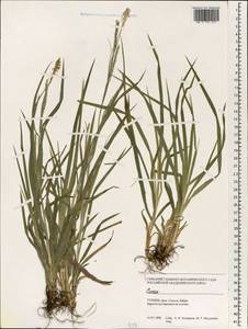 Carex, South Asia, South Asia (Asia outside ex-Soviet states and Mongolia) (ASIA) (Turkey)
