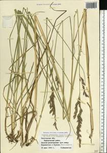 Festuca orientalis (Boiss.) B.Fedtsch., Eastern Europe, Northern region (E1) (Russia)