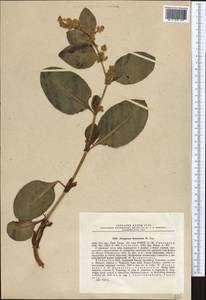 Koenigia hissarica (Popov), Middle Asia, Pamir & Pamiro-Alai (M2) (Uzbekistan)