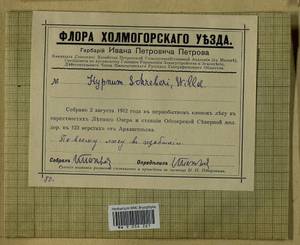 Pleurozium schreberi (Willd. ex Brid.) Mitt., Bryophytes, Bryophytes - European North East (B7) (Russia)