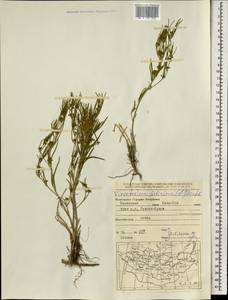 Cynanchum thesioides (Freyn) K. Schum., Mongolia (MONG) (Mongolia)