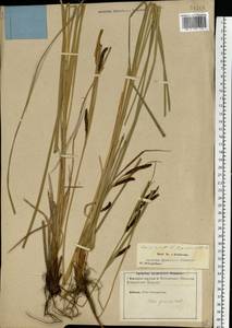 Carex acuta L., Eastern Europe, North-Western region (E2) (Russia)