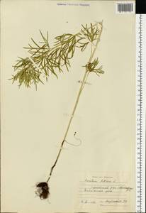 Aconitum anthora L., Eastern Europe, Central region (E4) (Russia)