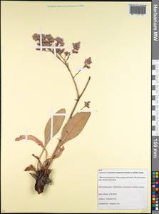 Limonium meyeri (Boiss.) Kuntze, Caucasus, Krasnodar Krai & Adygea (K1a) (Russia)