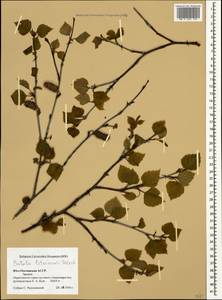 Betula pubescens var. litwinowii (Doluch.) Ashburner & McAll., Caucasus, South Ossetia (K4b) (South Ossetia)